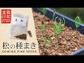 Amazonで購入した松の種まき～発芽まで【Bonsai diary 盆栽日記 5/2】初心者の簡単盆栽の作り方 育て方 黒松 Pine Seeds bonsai beginner EOS R5 撮影