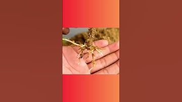 How to Grow Guava at Home Easily | Simple Guava Growing Guide