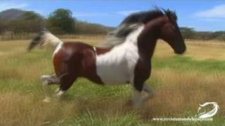Caballo Pinto SIR WILLIAN KY