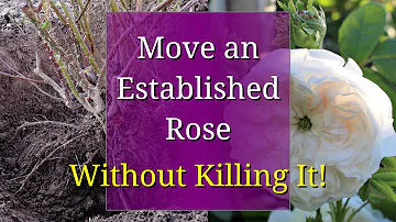 How to Transplant a Rose Bush