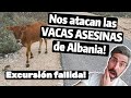 Excursión fallida a Lekursi Castle - El ataque de las vacas asesinas de ALBANIA