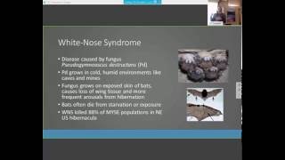 Update on Northern Long-eared Bat Research in Minnesota