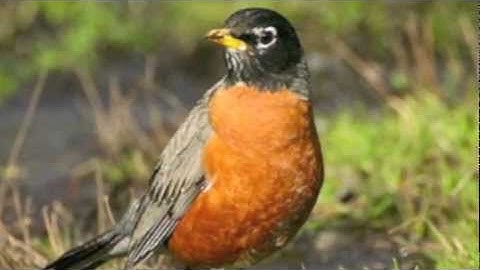 Al Jolson sings "When The Red Red Robin Comes Bob Bob Bobbin