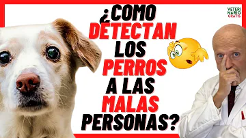 ¿Pueden los perros percibir las malas intenciones?