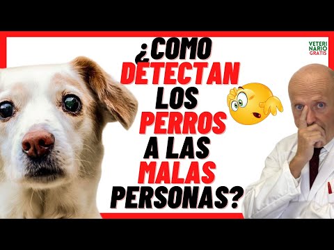 Video: Pregúntele a un veterinario: ¿Qué está mal con el ojo de mi perro?