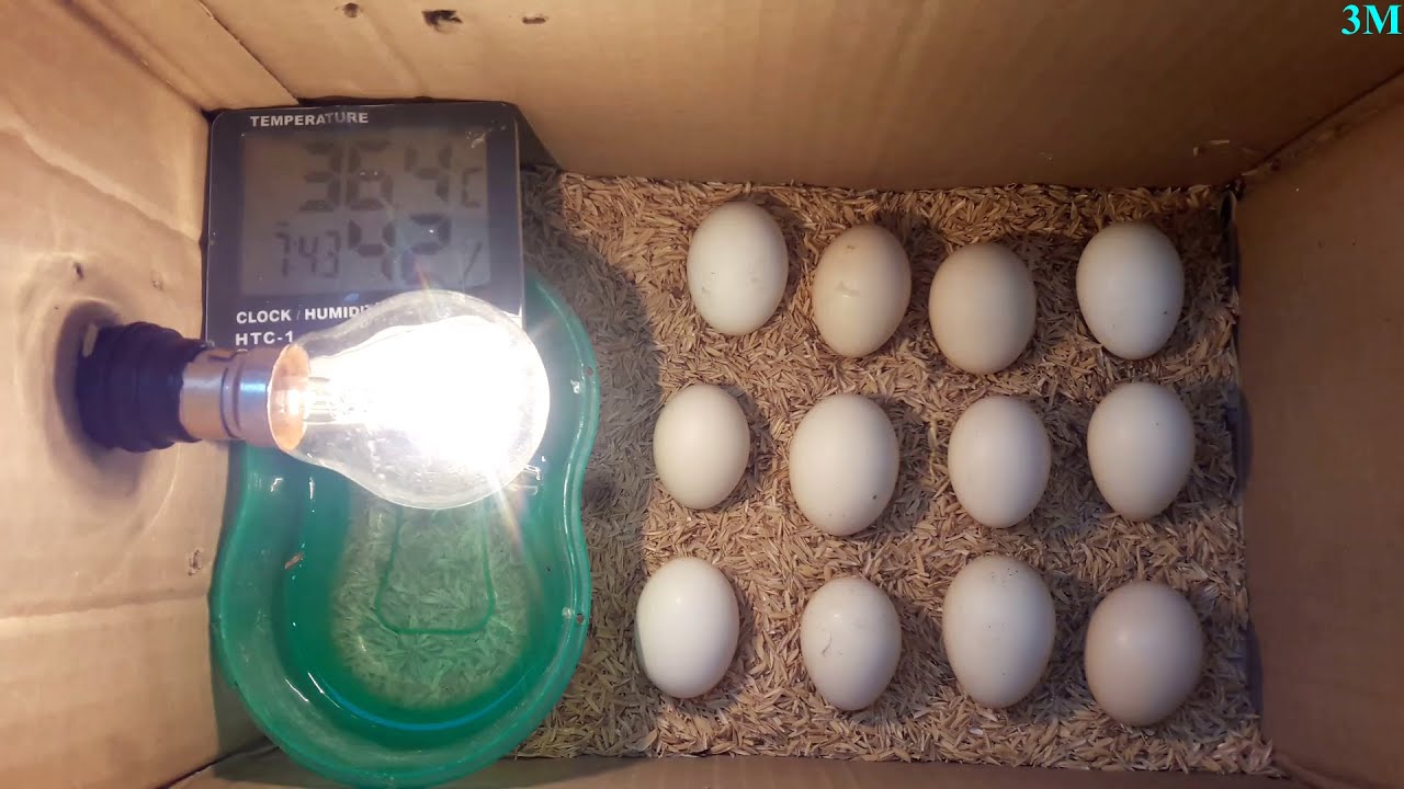 Como Hacer una Incubadora Casera Para Huevos de Gallina - Homemade