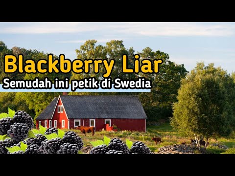 Buah Blackberry Liar Pinggir Jalan di Swedia Ternyata Semudah Ini dan Rasanya Manis Banget