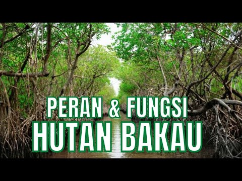 Video: Siapa itu hutan bakau?