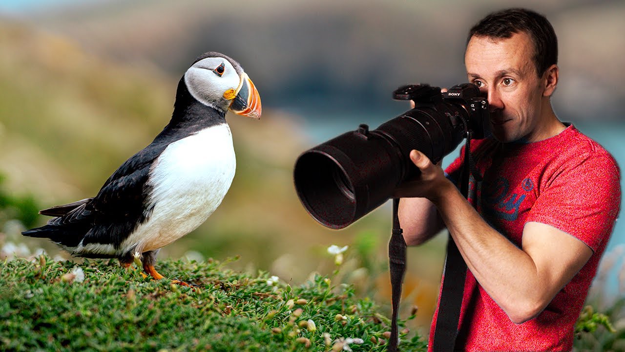Остров Скомер | Руководство для фотографов дикой природы