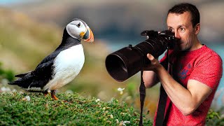 Skomer Island | A Guide For Wildlife Photographers