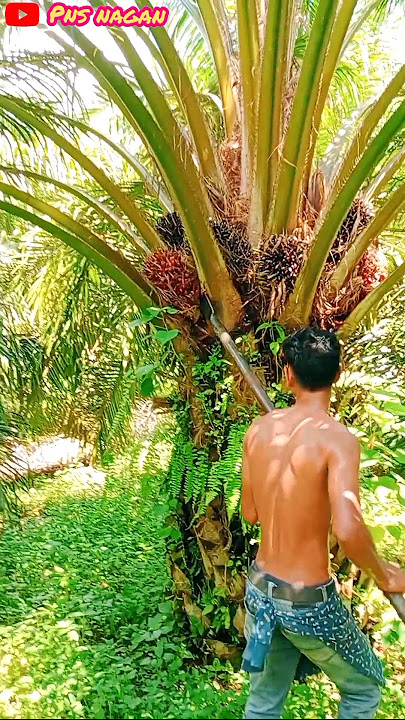 Menyala Abangkuh #sawit #palmoil #panen