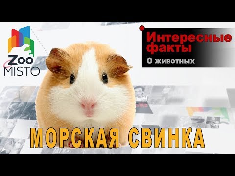 Вопрос: Есть ли хвост у морских свинок?