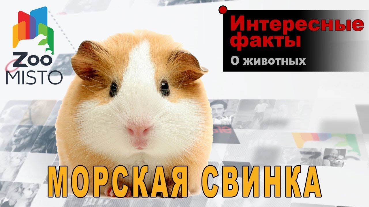 Морская свинка - Интересные факты о грызунах | Вид грызунов морская свинка
