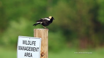 Bobolink Singing