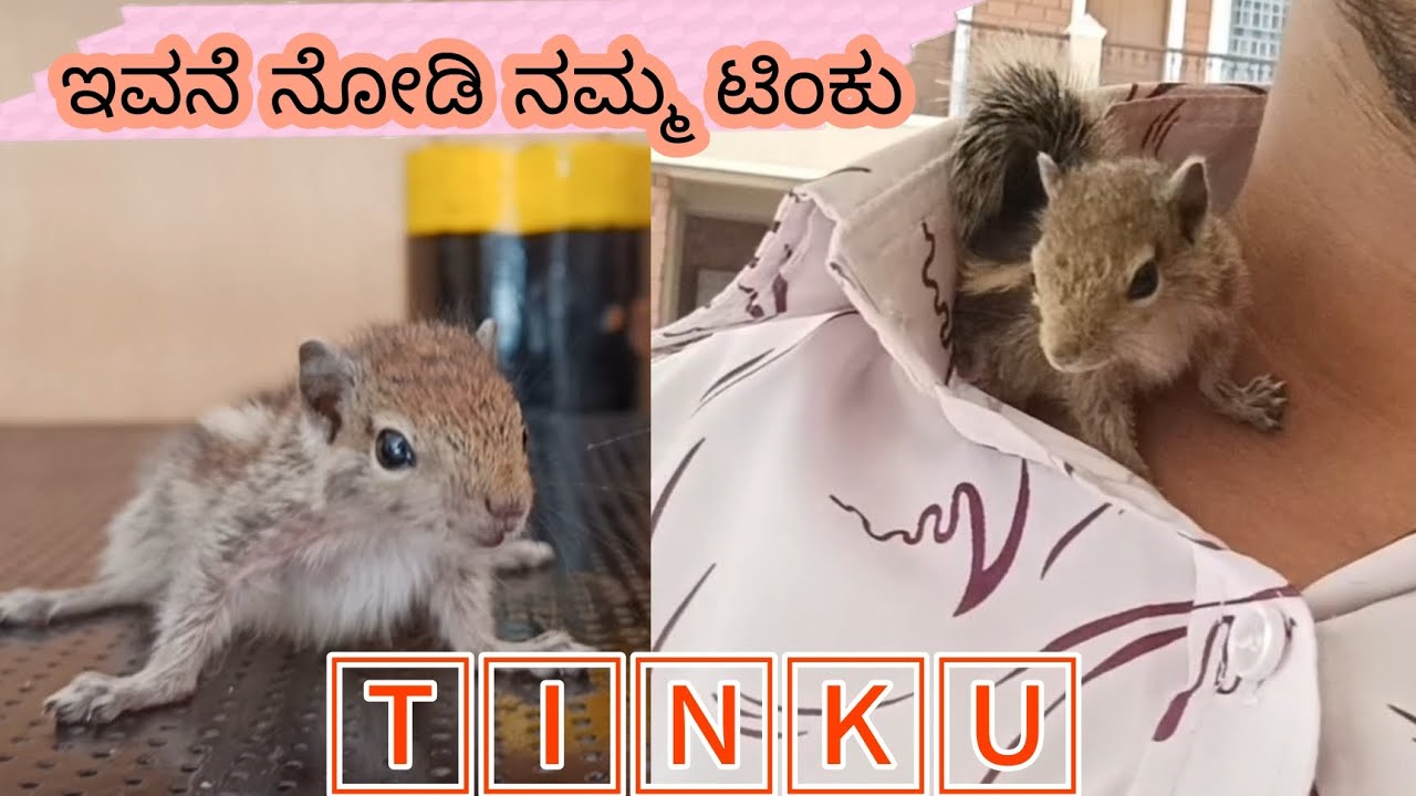 ನಮ್ ಈ ಅಳಿಲು ಮರಿ ಹೆಸರು ಟಿಂಕು || very very naughty boy  || #squirrel