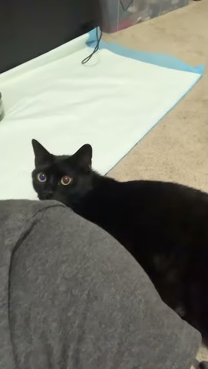 fat-cat-breathing-hard-youtube