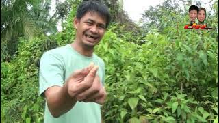 gulo mahal,lado mahal orang2 akan makan daun kayu