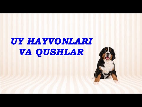 Video: Uy Hayvonlari Uchun Tutundan Nafas Olishning 5 Ta Xavfi