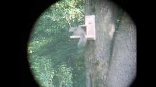 My homemade squirrel munch box. I filmed this threw binoculars if you can tell.