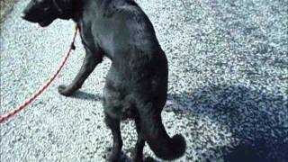 Molly Doll And Her Poor Leg Taking A Walk