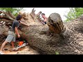 Salvaging the Biggest Cherry Tree in Iowa | Urban Logging