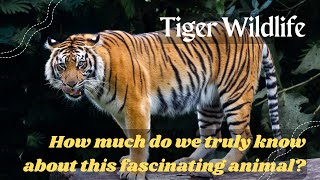 "The Untold Story of Tigers : The Magnificent World of Tigers"