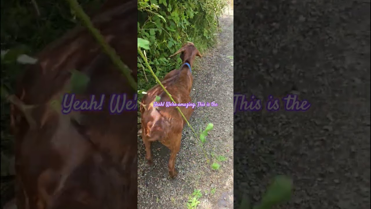 TROUBLE WITH TREBUCHETS