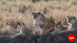 Kafshët E Pillit - Luanët Ngop.tv