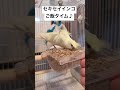 【セキセイインコご飯タイム♪】私のお気に入り My favorite things / 大地真央ミュージカル「サウンド・オブ・ミュージック」より