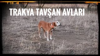 TAVŞAN AVLARI 😎 #rabbithunting  κυνήγι κουνελιού #huğlu #hunt #animals #kopay #keşfet