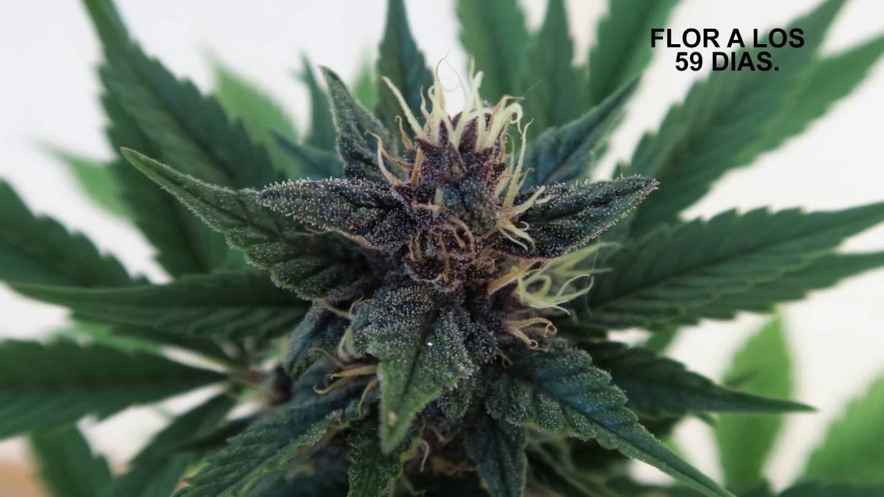 PURPLE AUTO, SEGUIMIENTO COMPLETO CON BAJO CONSUMO, SEMILLA A GRANEL DE LASEMILLABARATA.COM