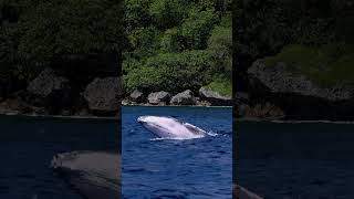 Humpback Calf Breaching Near Snorkler