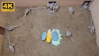 Cat TV - Mice in The Jerry Mouse Hole - 10 Hours Video for Cats - Cat TV Mice