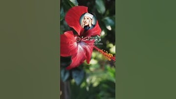 قران الكريم سوره الاخلاص قارئ الشيخ عبد الباسط عبد الصمد #دويتو #لايك
