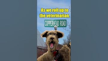 Thumbnail of Steve Earle - Copperhead Road.