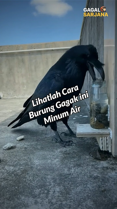 Kelewat jenius‼️ Cara burung gagak minum air dari botol