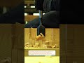 Master Wood Chisel Precision Cuts! #Woodworking #Carpentry #Satisfying Builds