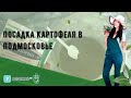 Посадка картофеля в Подмосковье