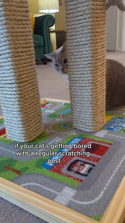 Best scratching post for cats #neverforget #catlover #darkhumor