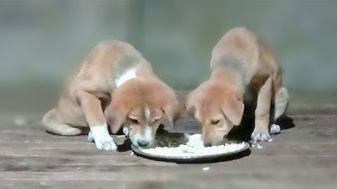 Share Data Across Requests Served by OpenResty