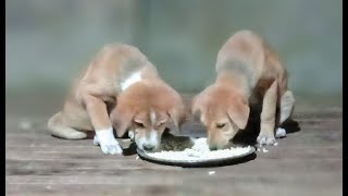 Share Data Across Requests Served by OpenResty