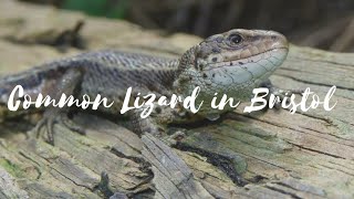 Common Lizards in Britain - Short Documentary (Zootoca Vivipara)