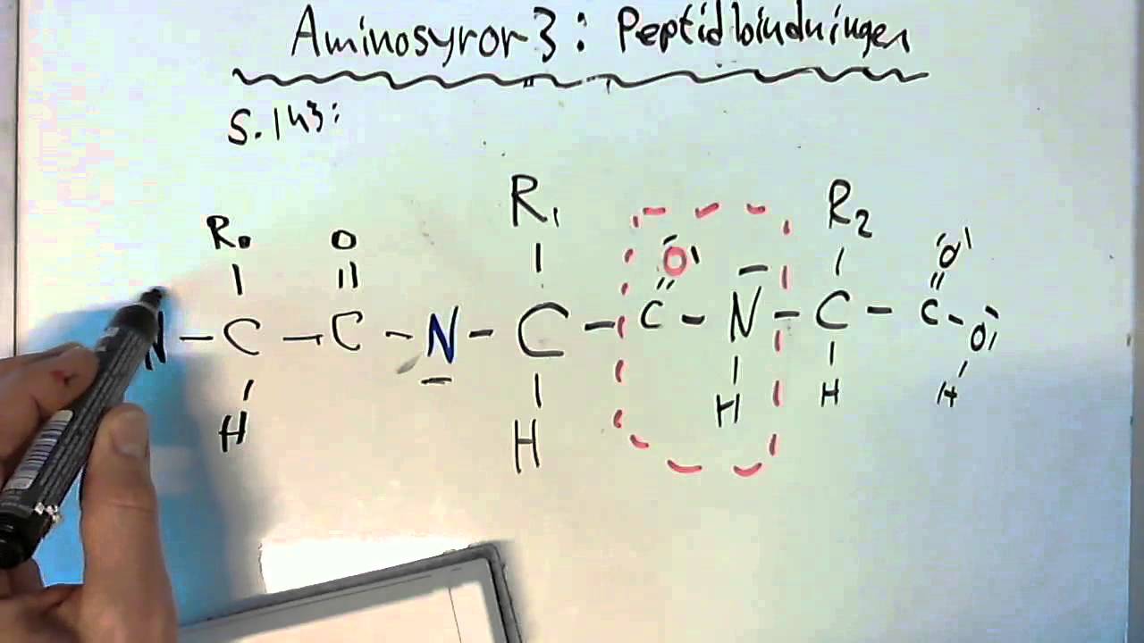 Aminosyror 3 Peptidbindningen