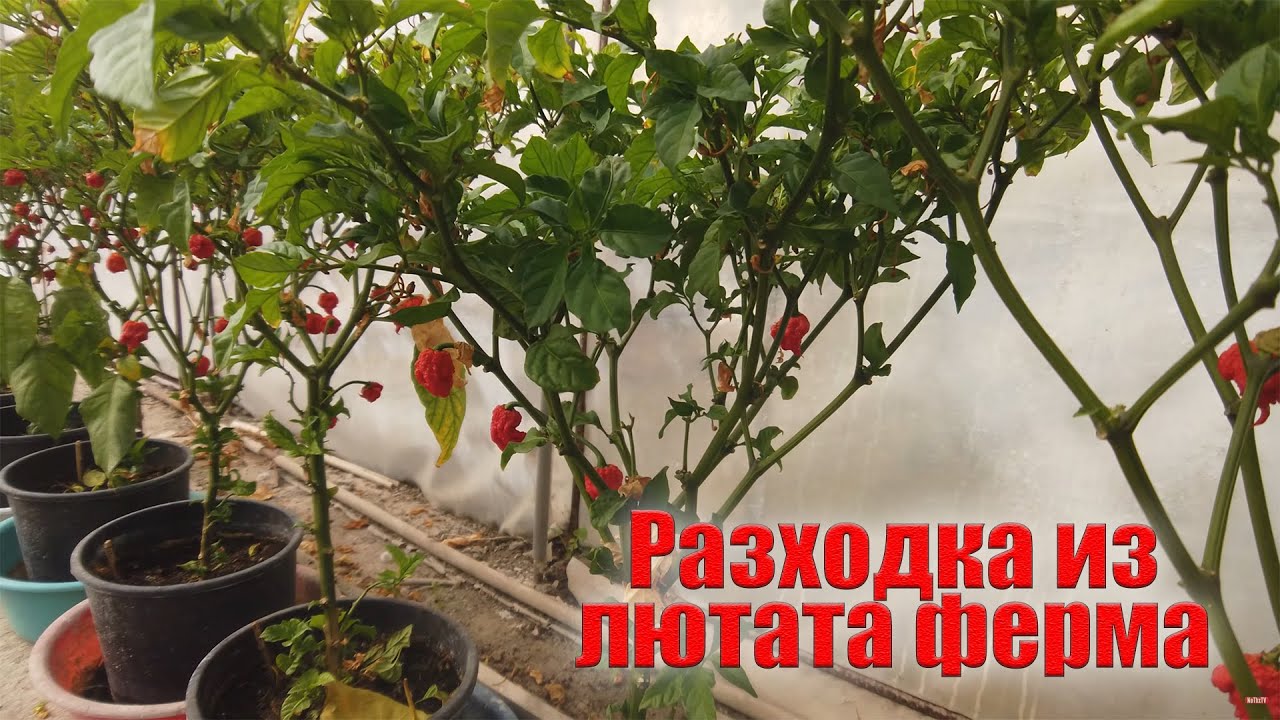 Разходка из Лютата Ферма | Как се прави Лют сос ?