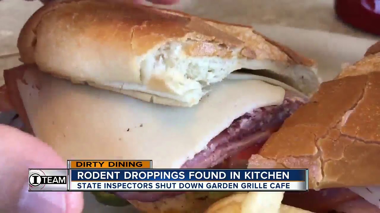 Dirty Dining Garden Grille Cafe Shut Down Twice For 100 Rodent