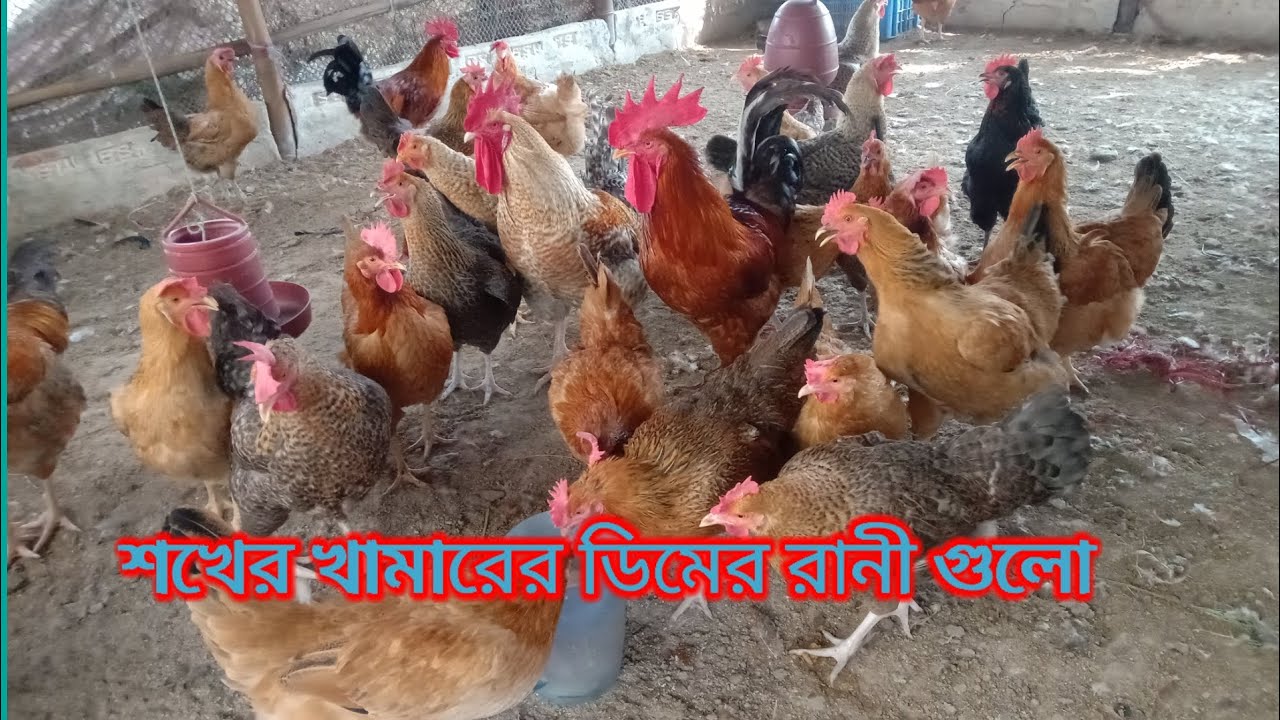 শখের টাইগার মুরগির খামারের ডিমের রানী গুলো 🐓@Ramagrobd 