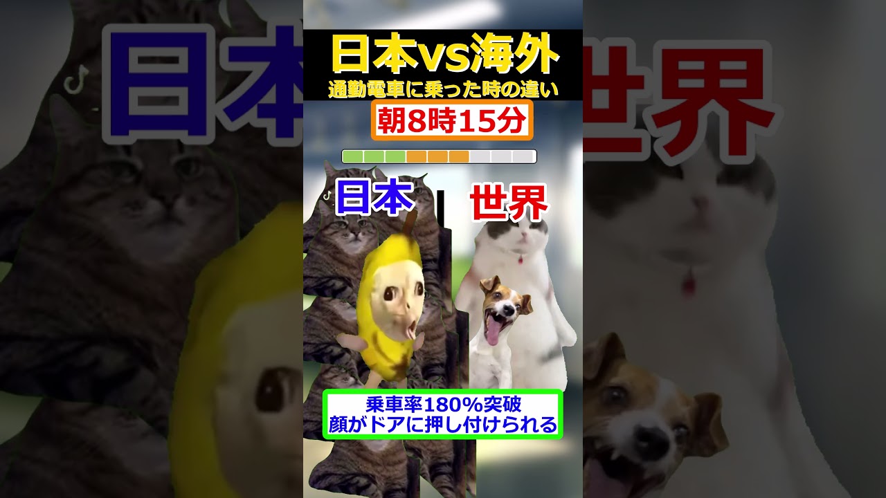 【猫ミーム】日本と海外 通勤電車に乗った時の違い #2ch #ゆっくり実況 #猫ミーム #通勤電車 #満員電車 #海外移住 #会社員 #社会人#catmemes
