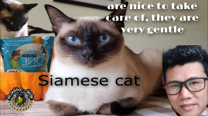 Watch the video about Siamese cat mga dapat mong Alamin #viralcatvideos #siamesecats