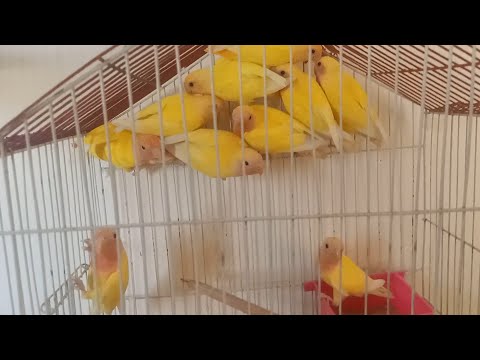 عصافير روز لاتينى وابلاين اورنج وزيبرا للبيع