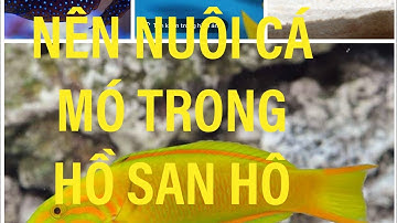 CÓ NÊN NUÔI CÁ MÓ TRONG HỒ SAN HÔ? ĐIỀU KIỆN CẦN ĐỂ CÁ MÓ SỐNG KHỎE- THỦY SINH NƯỚC MẶN
